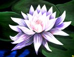 Water lily