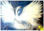 Queen of the Swans