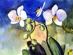orchidea orchidea