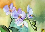orchidea orchidea
