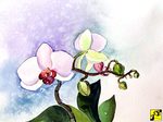 orchidea orchidea