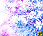 magnolie