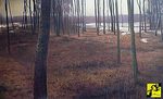 Sceneria leśnia