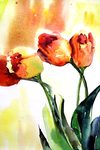 Tulipany Tulipany