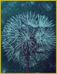 Taraxacum officinale Taraxacum officinale