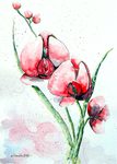 Orchidea
