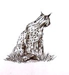 ryś ryś