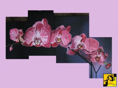 Orchidea