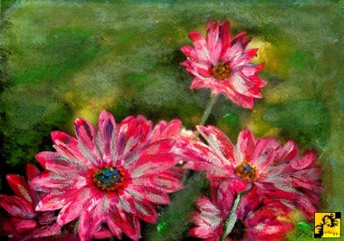 Gerbera