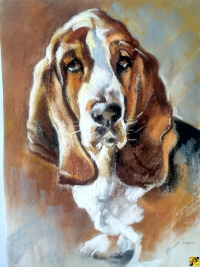 basset