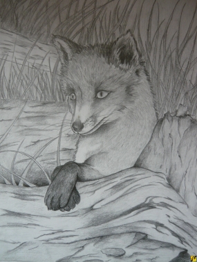 lisek