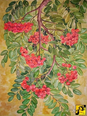 Jarzębina