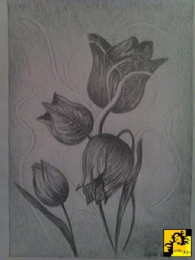 tulipany