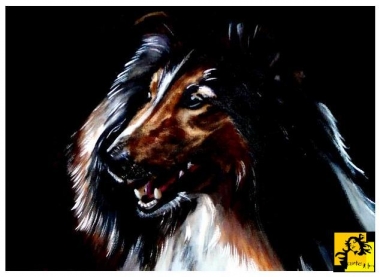 Collie