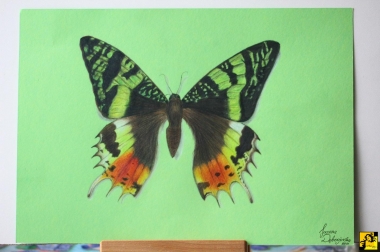 Motyl 