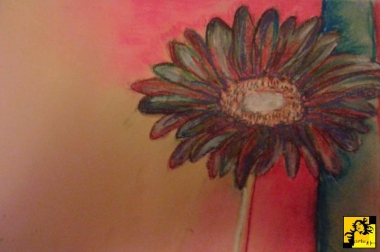 Gerbera