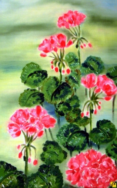 pelargonie