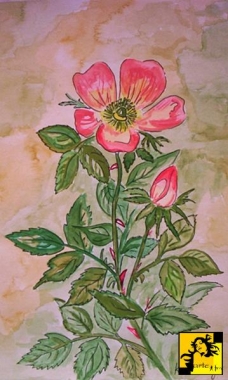 rose