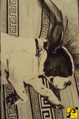 Buldog francuski 
