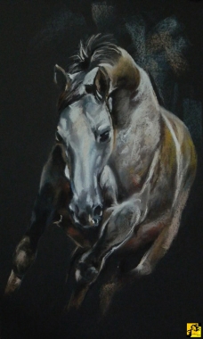 Grey horse