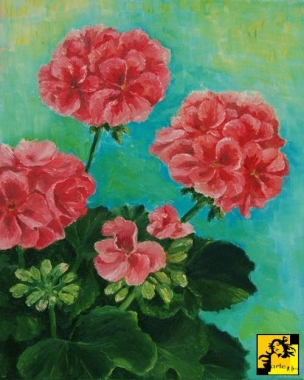 Pelargonie