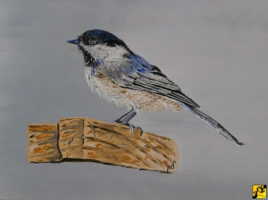 Chickadee bird