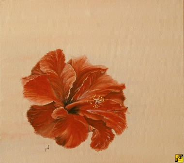 Hibiskus