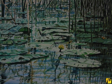 Water Lilly