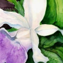 Cattleya