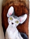 sphynx