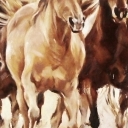 horses