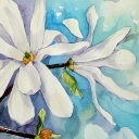 Magnolia