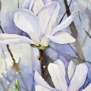 magnolia