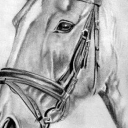 Portret konia