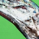 krokodyl