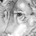 Wilk