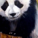 Panda wielka