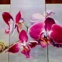 Orchidea