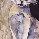 Kot