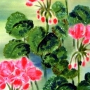 pelargonie