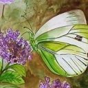 Motyl II