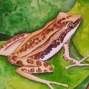 frog