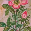 rose