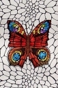 Butterflys