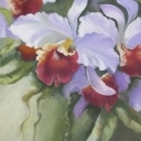 Orchidee