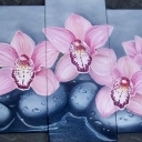 orchidea III