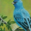 Niebieski ptaszek