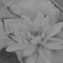 Water lilly