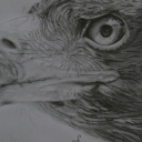 Eagl
