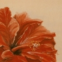 Hibiskus